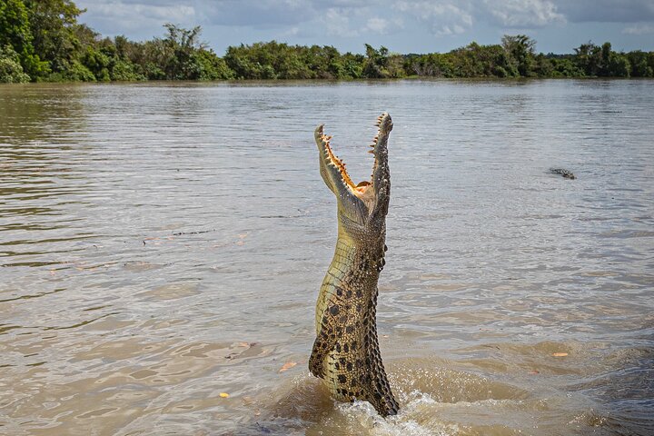 Jumping Croc
